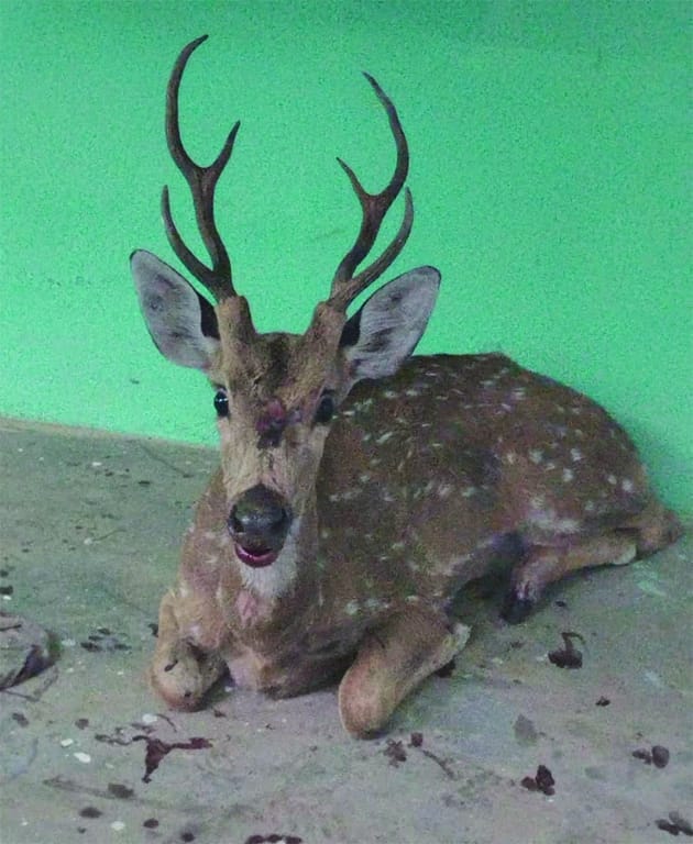 Barasingha rescued from NTPC colony died