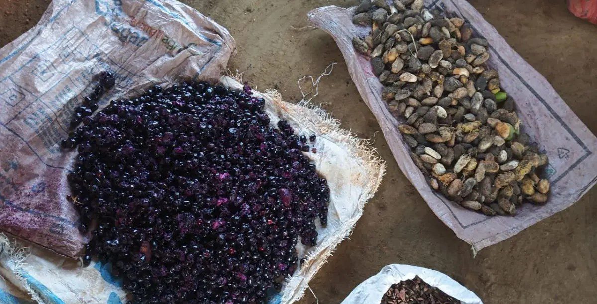 कोरबा में ड्रोन से सीड बॉल की बौछार, हरियाली बढ़ाने की अनोखी पहल…