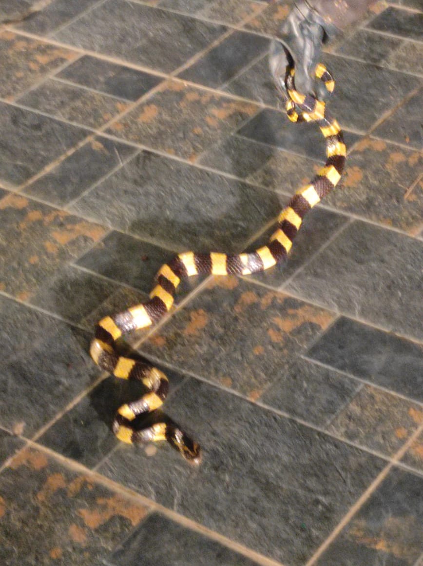 बालको स्थित नेहरू गार्डन में मिला ‘साँपों का राजा’ — अहिराज सर्प, सर्पमित्र ने किया सुरक्षित रेस्क्यू