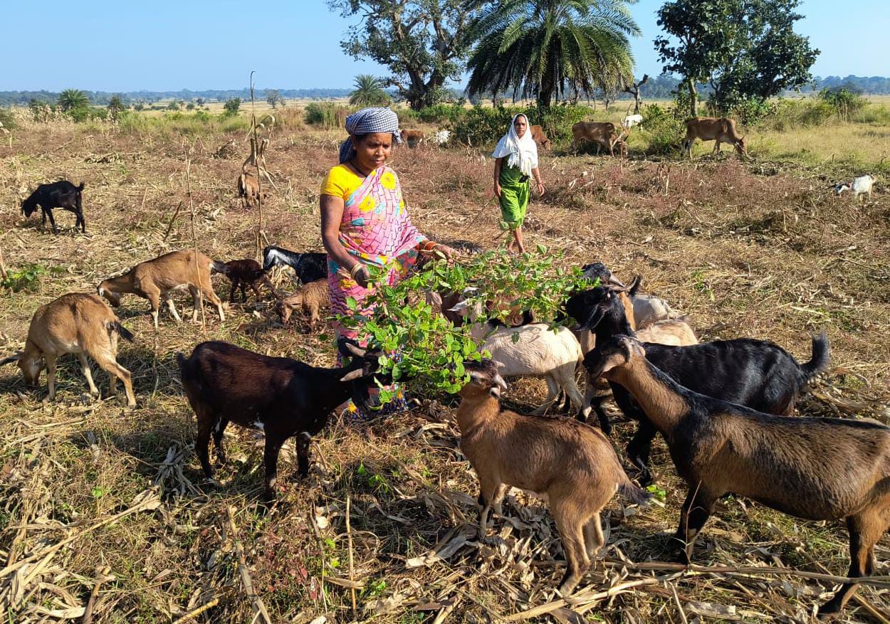 CG NEWS : गरीबी को मात देकर आत्मनिर्भर बनी बुटकी, कृषि के साथ मुर्गीपालन एवं बकरीपालन को बनाया अतिरिक्त आय का माध्यम