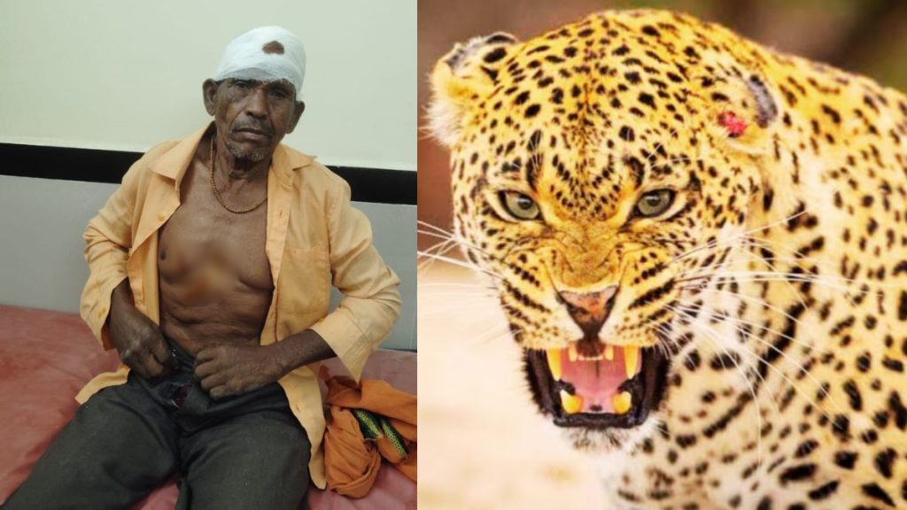 डोंगरगढ़ में तेंदुए का हमला, ग्रामीण गंभीर रूप से घायल, वन विभाग पर लापरवाही के आरोप
