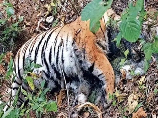 ATR में बाघ की मौत प्रबंधन की लापरवाही उजागर गर्दन पर दिखे 4 दांत के निशान घायल बाघों को तलाशने के दौरान मिला शव, 2 लापता