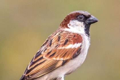 विश्व गौरैया दिवस