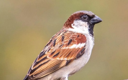 विश्व गौरैया दिवस